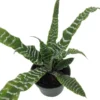 Betty Earth Star Cryptanthus Plant - 5 Inch Pot - Unique Indoor Plant