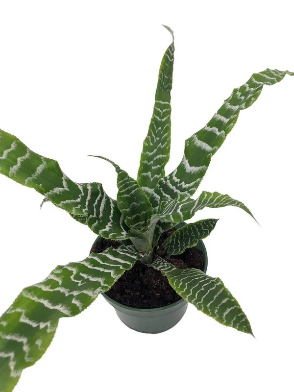 Betty Earth Star Cryptanthus Plant - 5 Inch Pot - Unique Indoor Plant