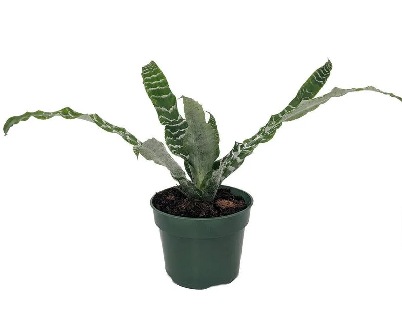 Betty Earth Star Cryptanthus Plant - 5 Inch Pot - Unique Indoor Plant