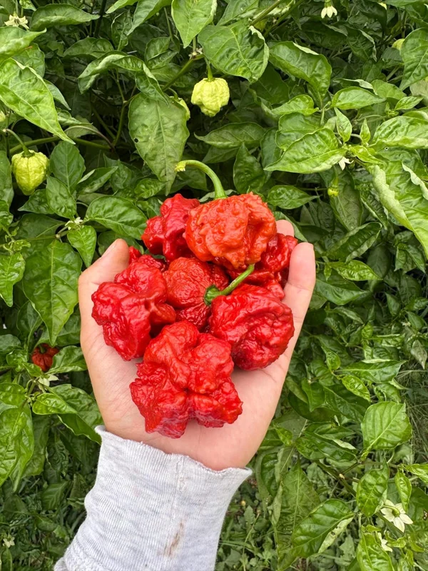 Big Bayou Mama Pepper Seeds - Heirloom Variety - Garden Seeds