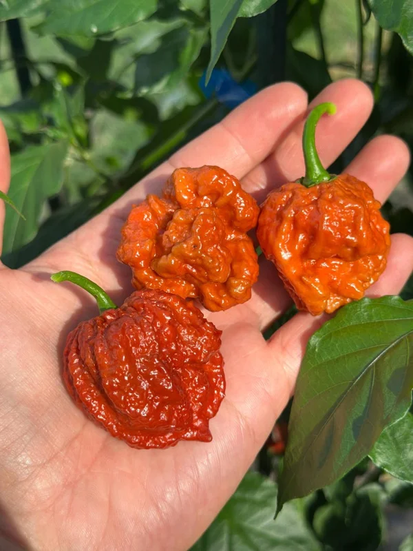Big Bayou Mama Pepper Seeds - Heirloom Variety - Garden Seeds