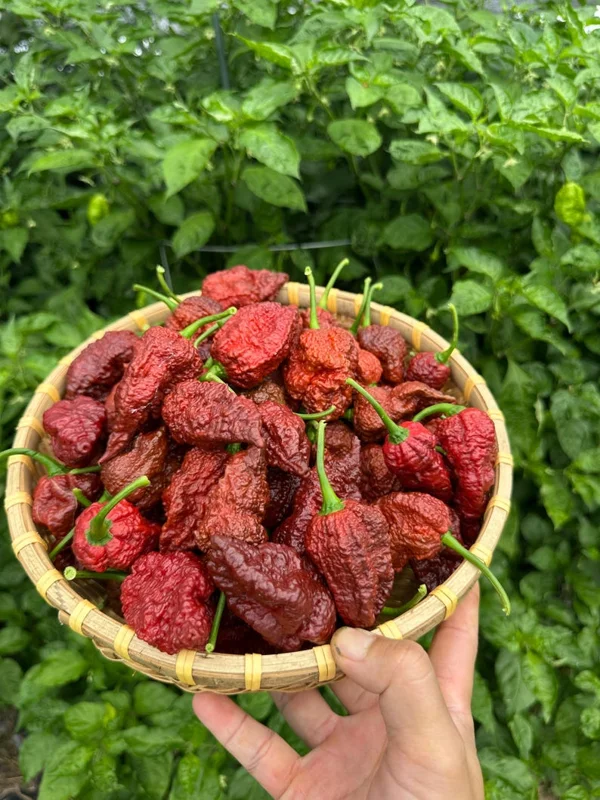 Big Black Mama Pepper Seeds - Hot Pepper Variety - Garden Seeds