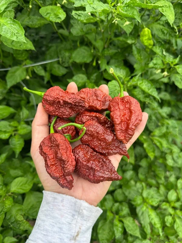 Big Black Mama Pepper Seeds - Hot Pepper Variety - Garden Seeds