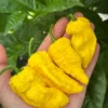 Big Yellow Mama Pepper Seeds - Superhot Variety for Planting