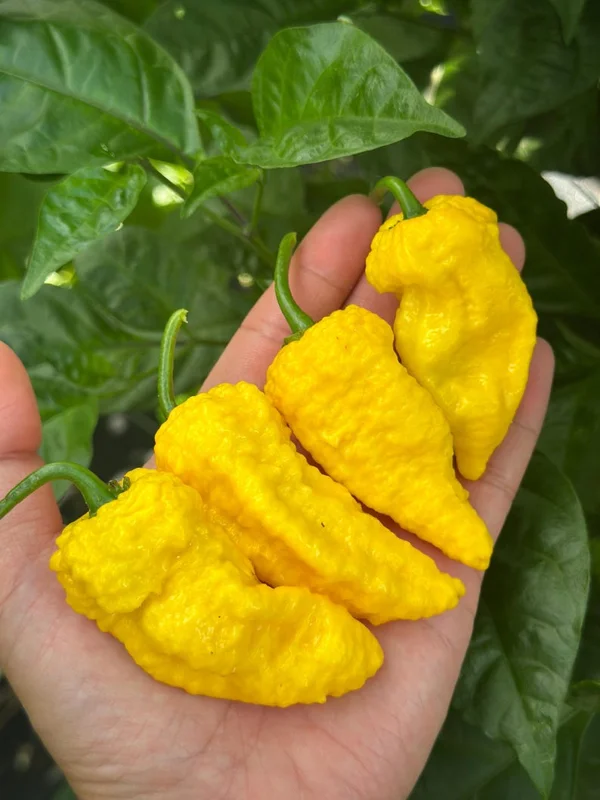 Big Yellow Mama Pepper Seeds - Superhot Variety for Planting