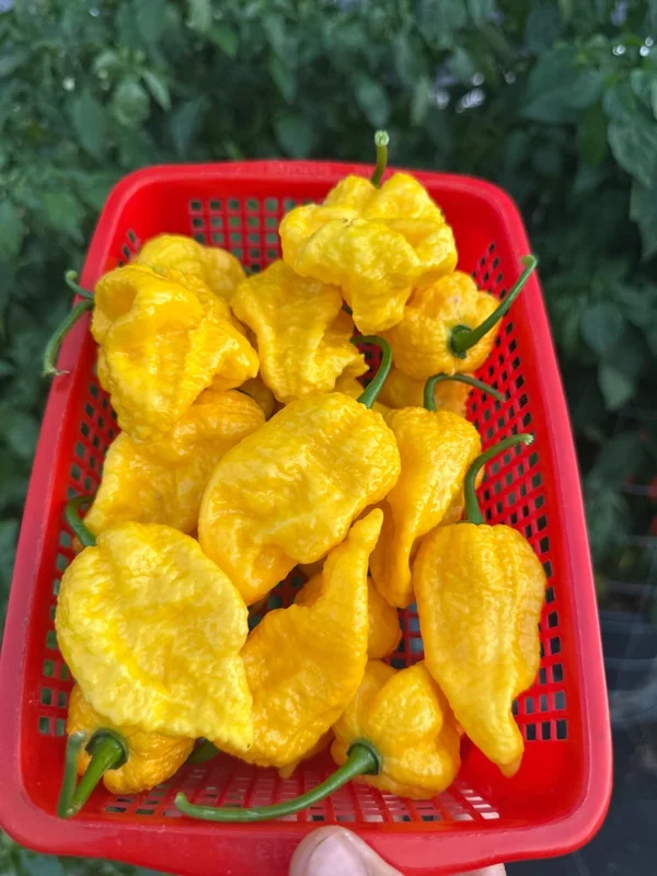 Big Yellow Mama Pepper Seeds - Superhot Variety for Planting