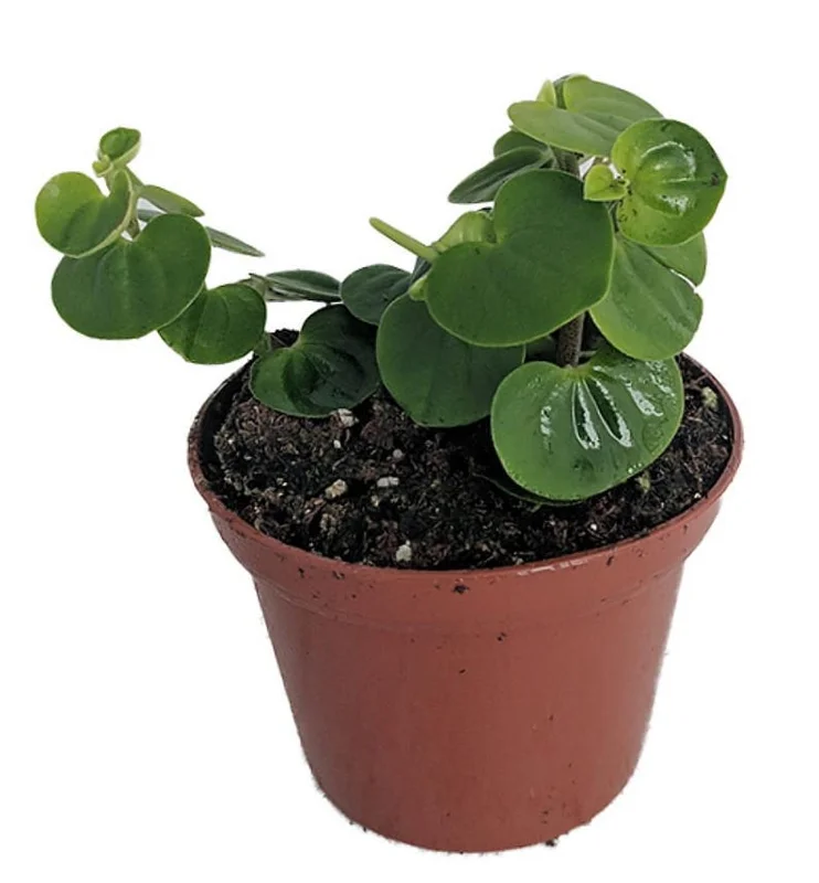 Bitcoin Chinese Money Plant Peperomia Coin - 2.5 inch Potted Indoor Plant