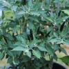 Black Cobra Pepper Seeds - Ornamental & Spicy - Garden Seeds