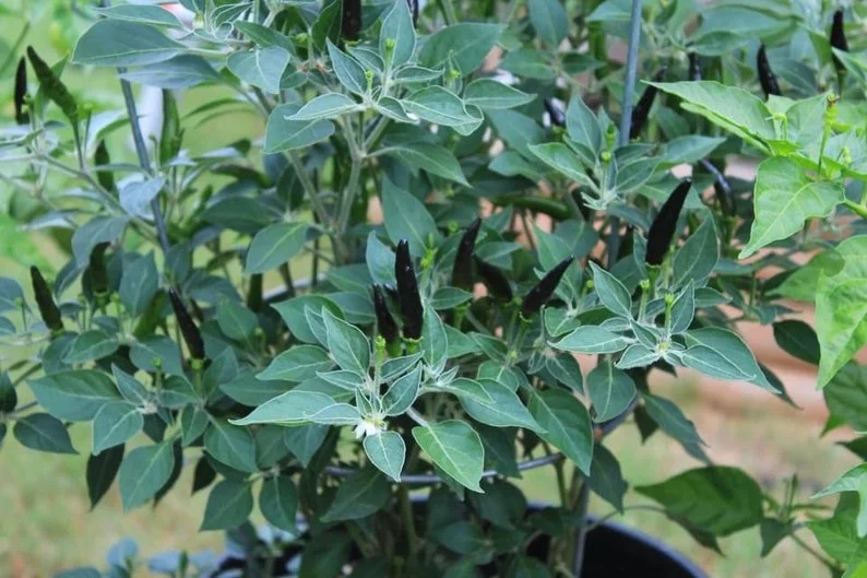 Black Cobra Pepper Seeds - Ornamental & Spicy - Garden Seeds