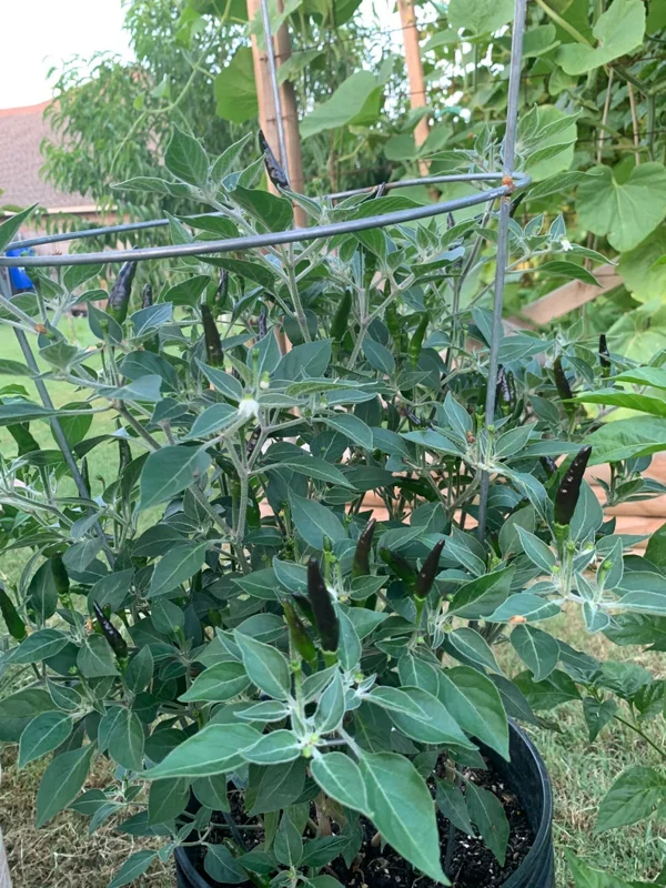 Black Cobra Pepper Seeds - Ornamental & Spicy - Garden Seeds