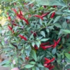 Black Cobra Pepper Seeds - Purple Tip Flower - Hot Pepper Variety