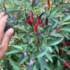 Black Cobra Pepper Seeds - Purple Tip Flower - Hot Pepper Variety