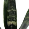 Black Coral Snake Plant - Sansevieria - 4 Inch Pot - Low Maintenance Houseplant