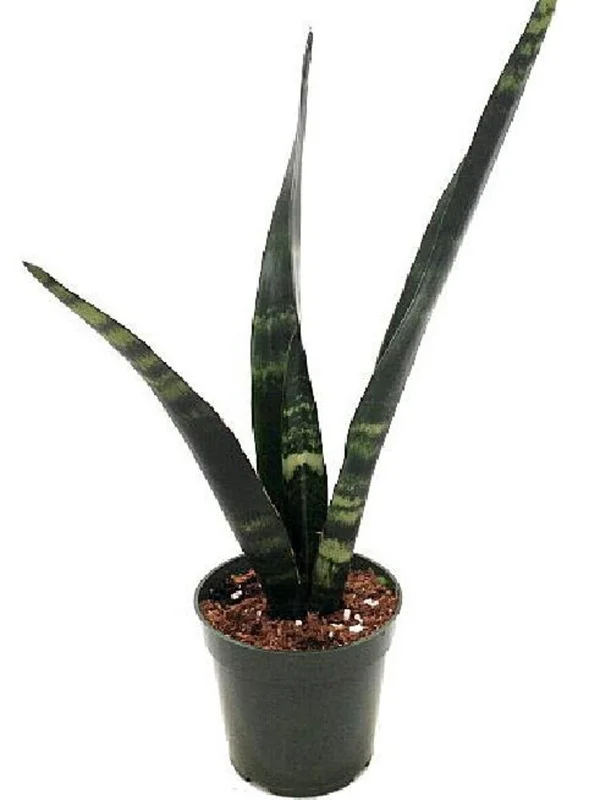 Black Coral Snake Plant - Sansevieria - 4 Inch Pot - Low Maintenance Houseplant