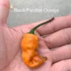 Black Panther Orange Pepper Seeds Super Hot Chili