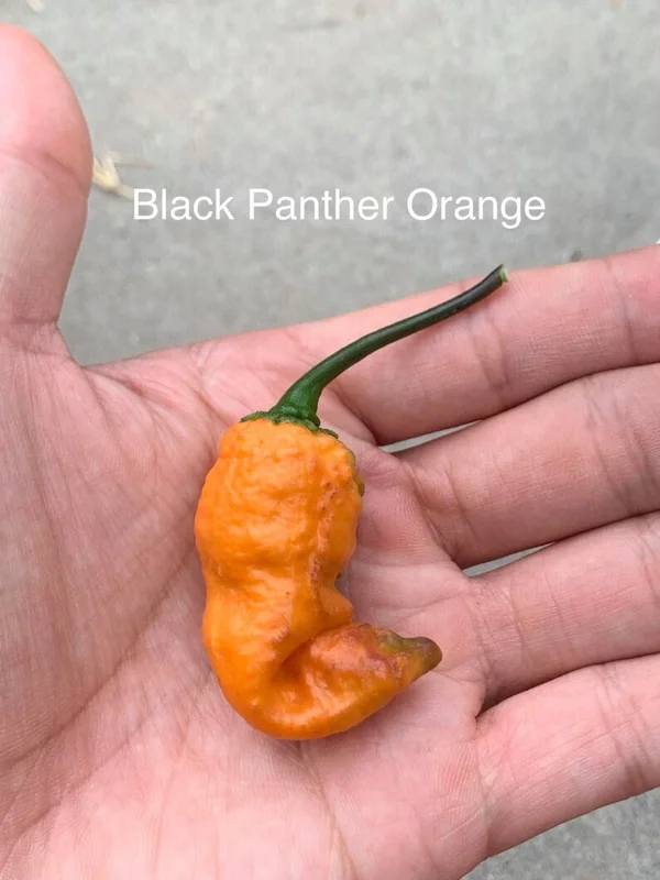 Black Panther Orange Pepper Seeds Super Hot Chili