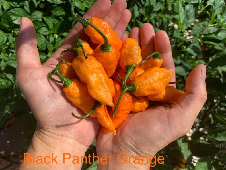 Black Panther Orange Pepper Seeds Super Hot Chili
