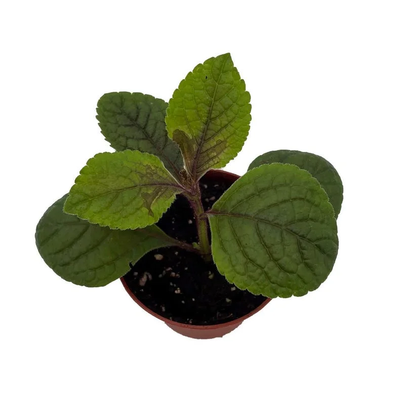 Black Swedish Ivy Plant - Plectranthus - 2.5 Inch Pot - Gothic Home Decor
