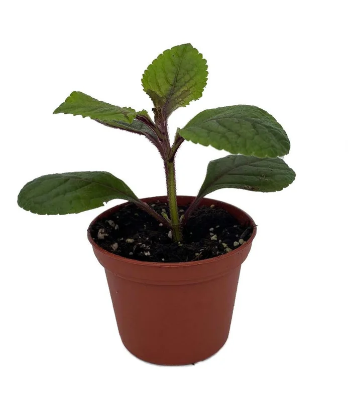 Black Swedish Ivy Plant - Plectranthus - 2.5 Inch Pot - Gothic Home Decor