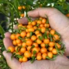 Bode Amarela Pepper Seeds - Heirloom Variety for Spicy Gardens
