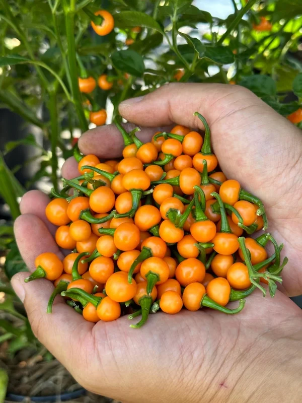 Bode Amarela Pepper Seeds - Heirloom Variety for Spicy Gardens