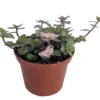 Bolivian Pink Jewel Turtle Vine - Inch Plant - 2.5" Pot - Callisia Repens Variegated
