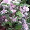 Bolivian Pink Jewel Turtle Vine - Inch Plant, 3.7" Pot, Variegated Foliage