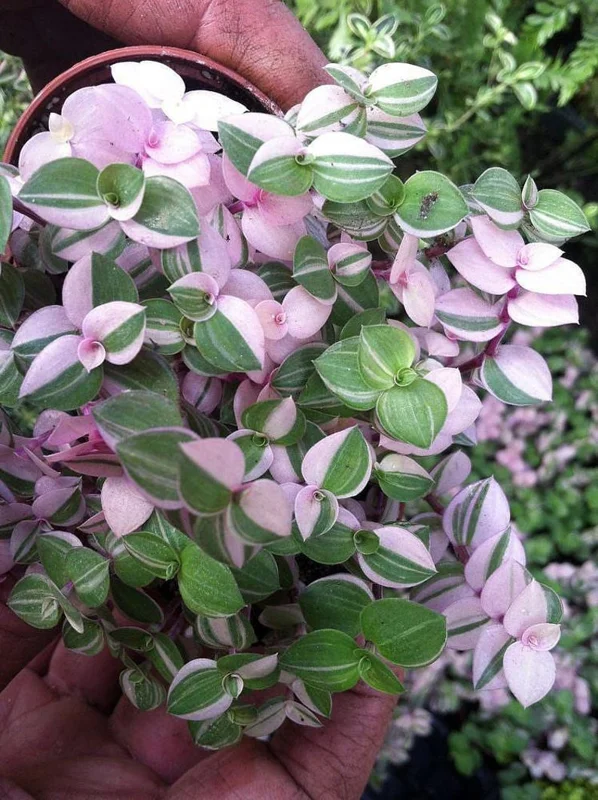 Bolivian Pink Jewel Turtle Vine - Inch Plant, 3.7" Pot, Variegated Foliage
