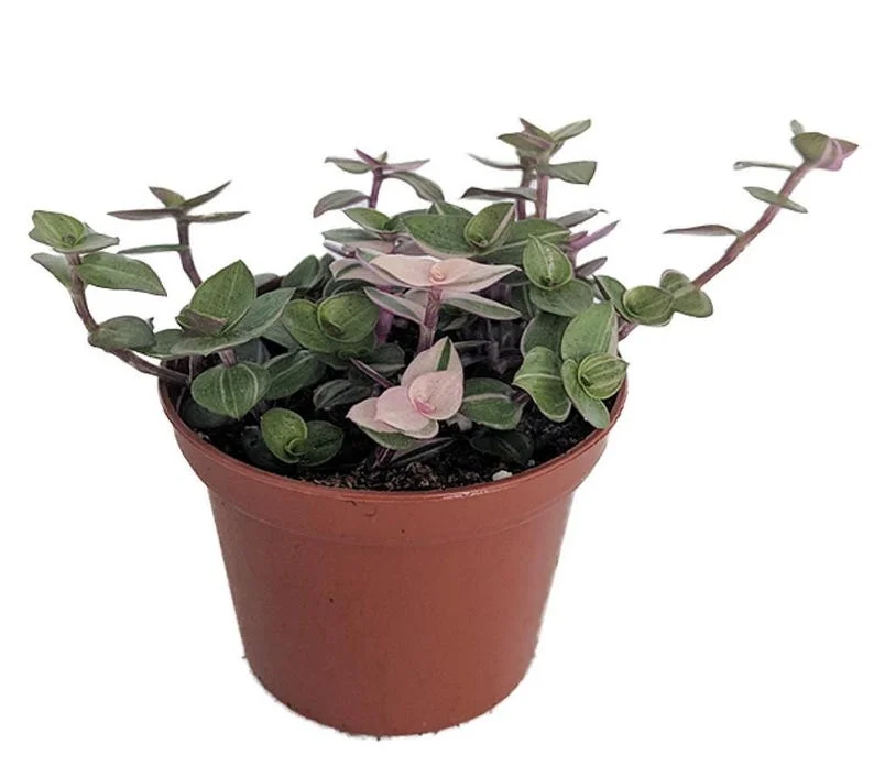 Bolivian Pink Jewel Turtle Vine - Inch Plant, 3.7" Pot, Variegated Foliage
