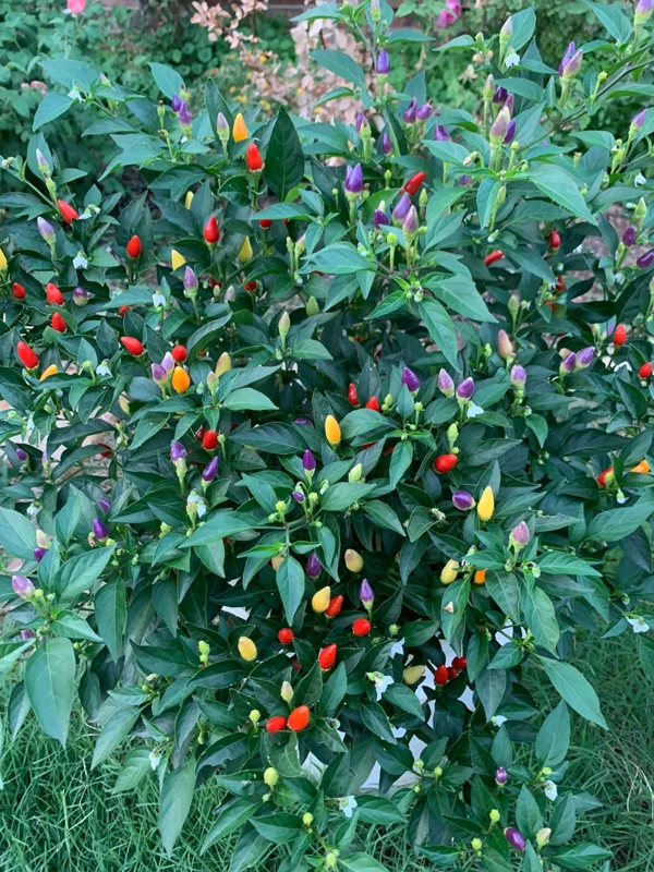 Bolivian Rainbow Pepper Seeds - Heirloom Variety - Garden Seeds