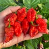 Borg 9 Purple/Red Pepper Seeds - Hot Pepper Variety - Garden Seeds