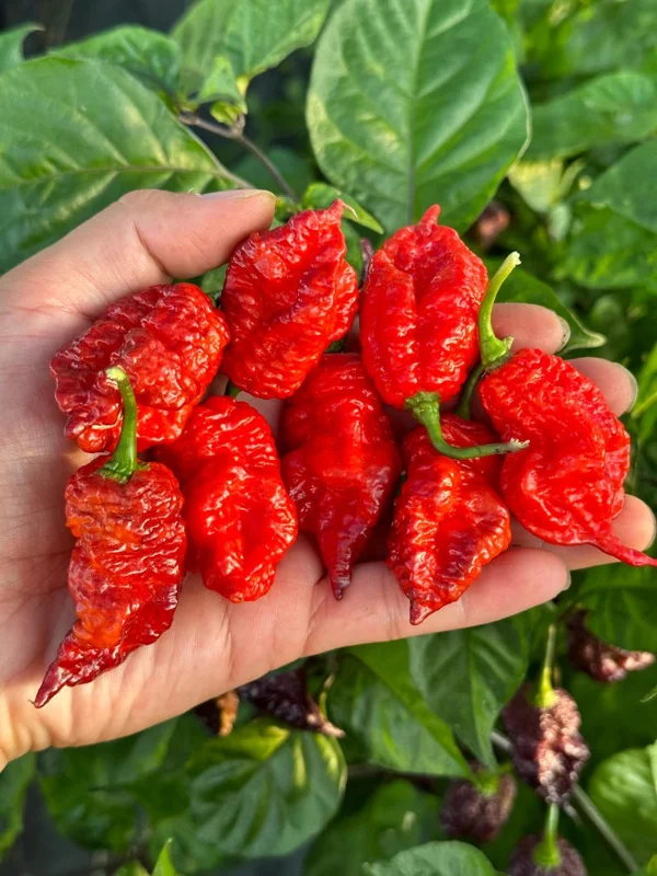 Borg 9 Purple/Red Pepper Seeds - Hot Pepper Variety - Garden Seeds