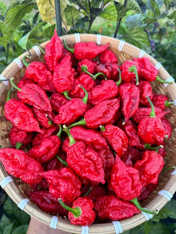 Borg 9 Purple/Red Pepper Seeds - Hot Pepper Variety - Garden Seeds