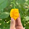 Borg 9 Yellow Pepper Seeds - Superhot Variety