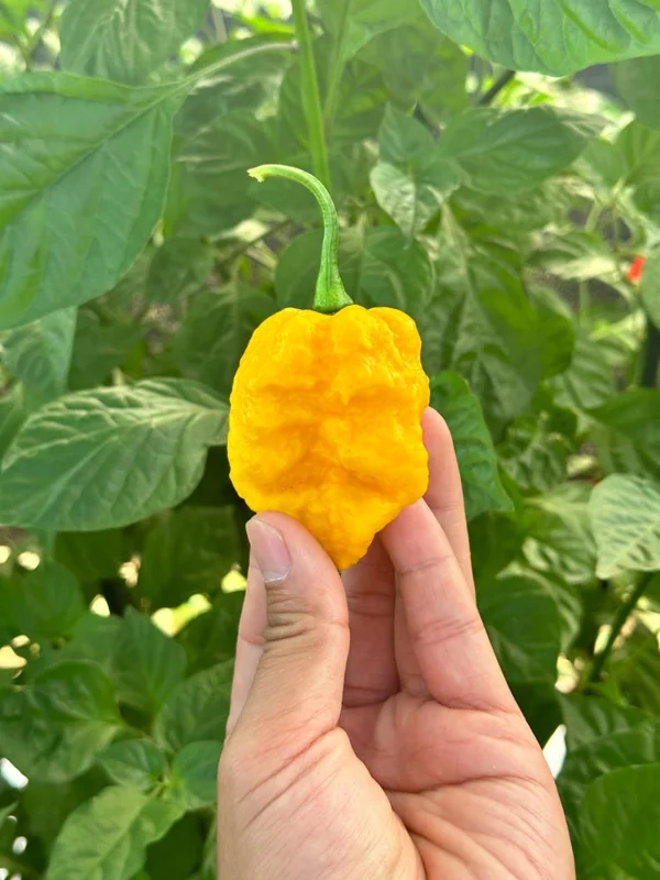 Borg 9 Yellow Pepper Seeds - Superhot Variety