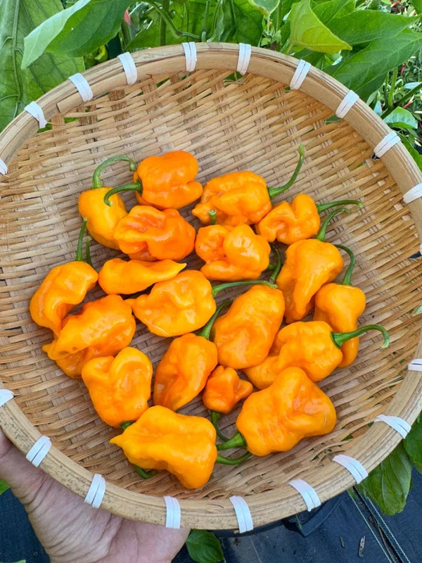 Borg 9 Yellow Pepper Seeds - Superhot Variety