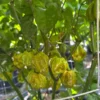 Brain Strain Mustard Pepper Seeds - Super Hot Pepper - Garden Seeds