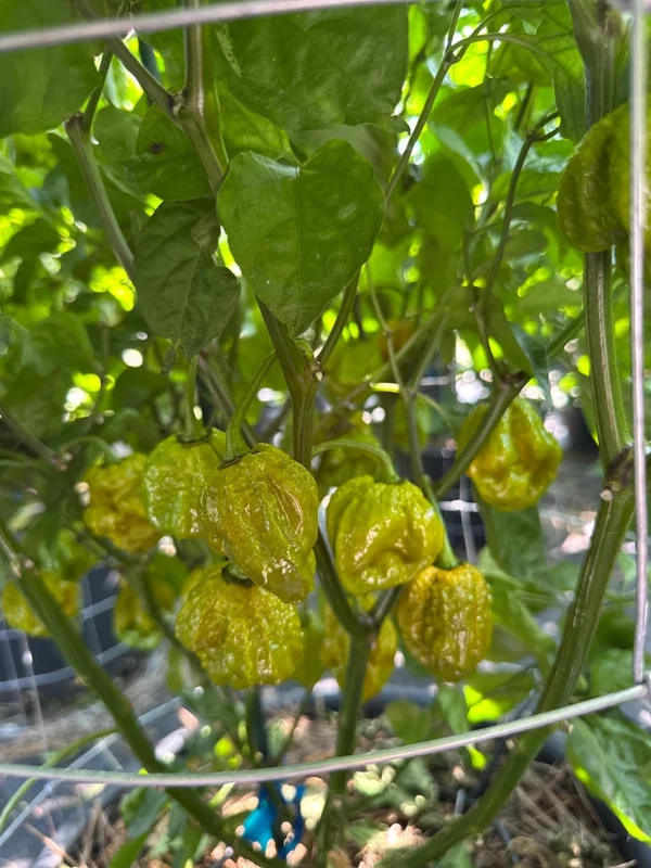 Brain Strain Mustard Pepper Seeds - Super Hot Pepper - Garden Seeds