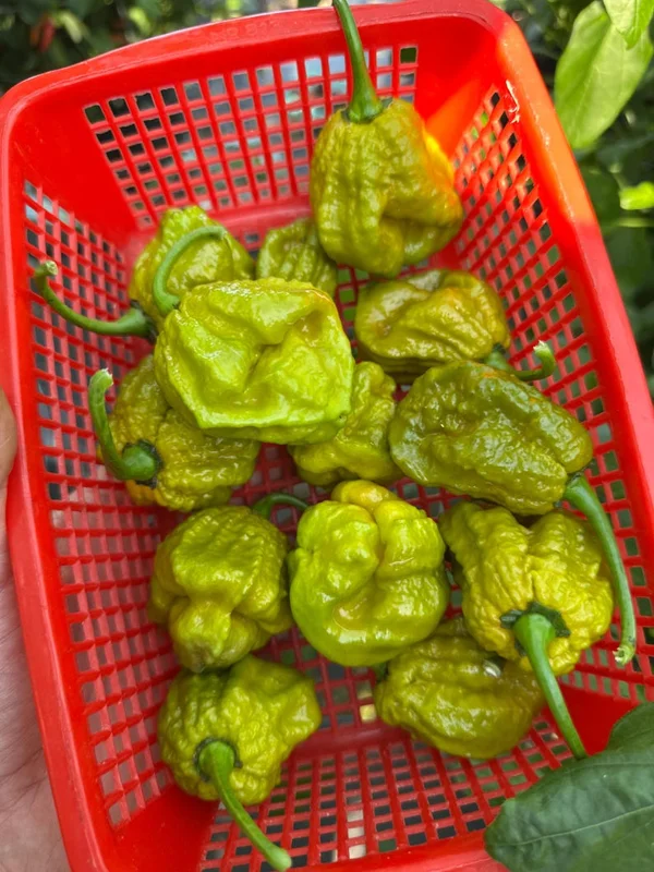 Brain Strain Mustard Pepper Seeds - Super Hot Pepper - Garden Seeds