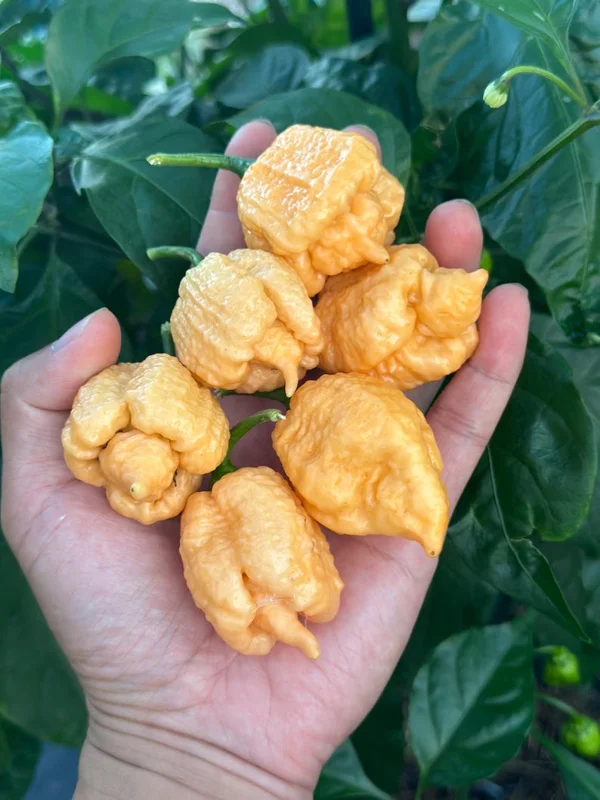 Brain Strain Peach Pepper Seeds - Extreme Heat - 12+ Seeds Per Pack