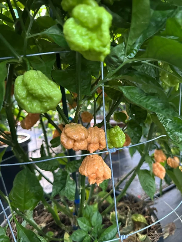 Brain Strain Peach Pepper Seeds - Extreme Heat - 12+ Seeds Per Pack