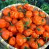 Brazilian Starfish Orange Pepper Seeds - Heirloom Variety