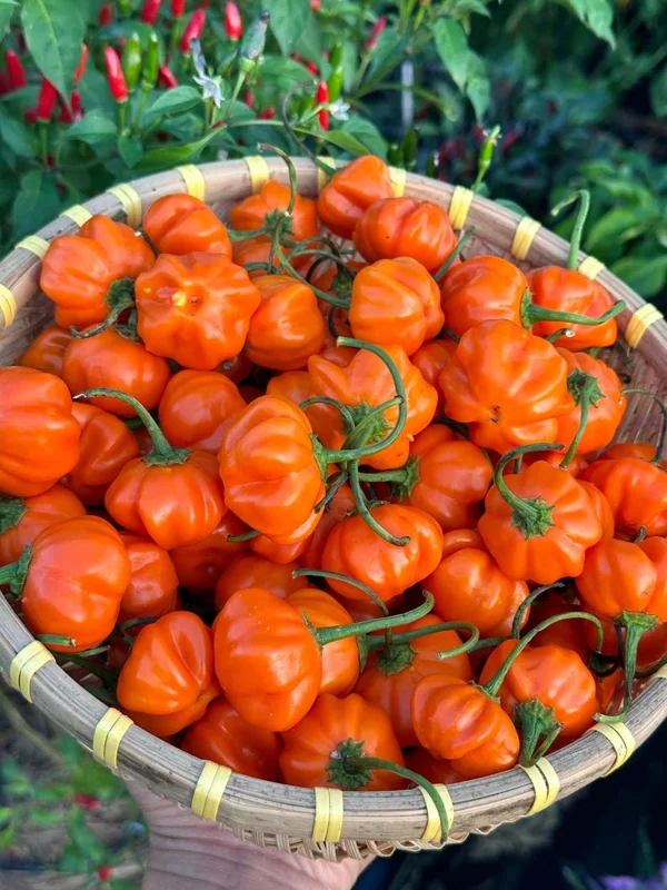 Brazilian Starfish Orange Pepper Seeds - Heirloom Variety