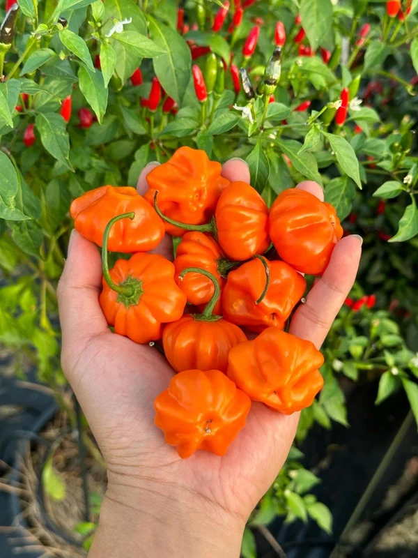 Brazilian Starfish Orange Pepper Seeds - Heirloom Variety