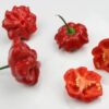 Brazilian Starfish Pepper Seeds – Heirloom Variety – 10+ Seeds