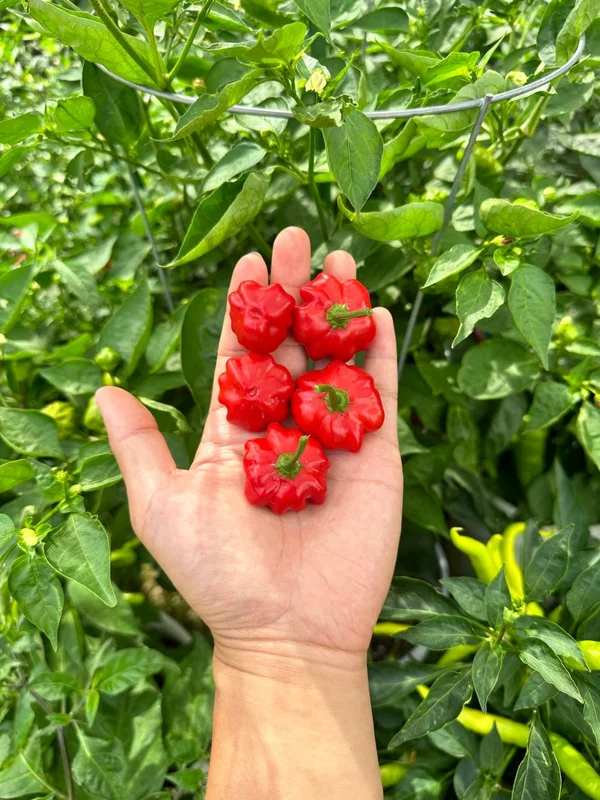 Brazilian Starfish Pepper Seeds - Heirloom Variety - 10+ Seeds