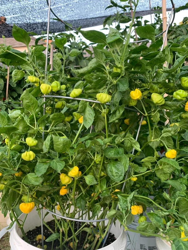Brazilian Starfish Yellow Pepper Seeds - Heirloom Variety