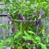Buena Mulata Pepper Seeds - Spicy Heirloom Cayenne Variety