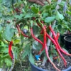 Buena Mulata x Thunder Mountain Longhorn Pepper Seeds - Heirloom Variety