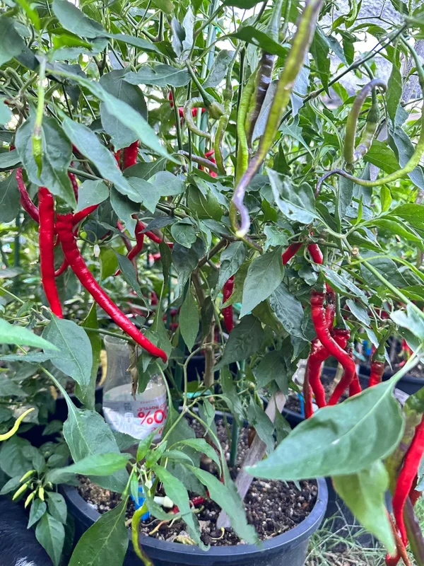 Buena Mulata x Thunder Mountain Longhorn Pepper Seeds - Heirloom Variety